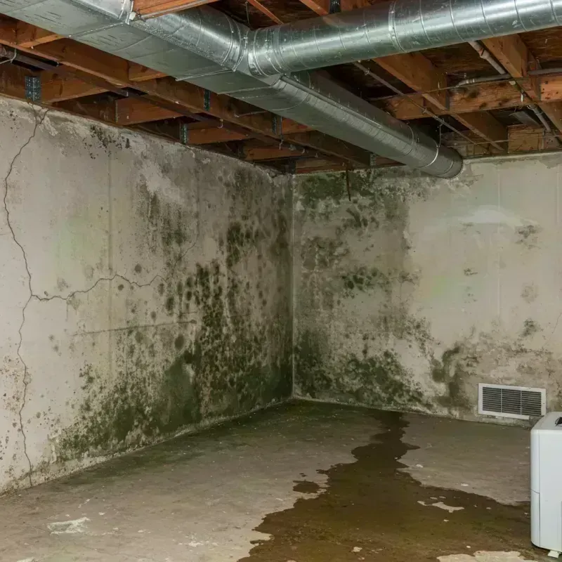 Professional Mold Removal in Henderson County, KY